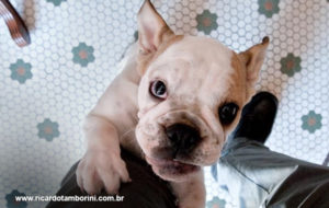 como ensinar o cachorro a não pular nas pessoas