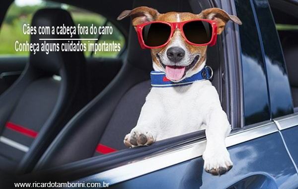 Cuidados importantes com cães que andam com a cabeça fora do carro