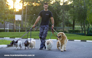 Como passear com o seu cachorro