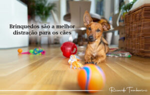 Brinquedos são a melhor distração para os cães
