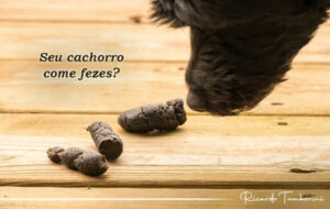 cachorro come fezes