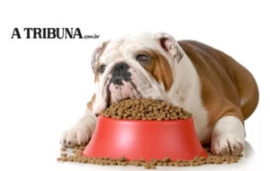 Entenda o porquê seu cachorro come demais e parece insaciável