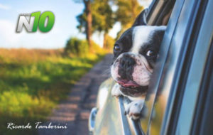 Seu cão gosta de andar com a cabeça para fora da janela do carro