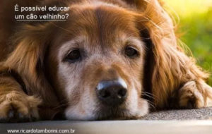 É possível educar um cão velhinho