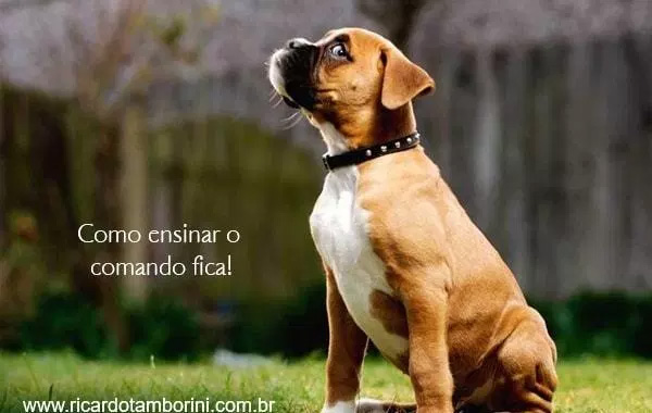 Como ensinar o comando fica ao seu cachorro