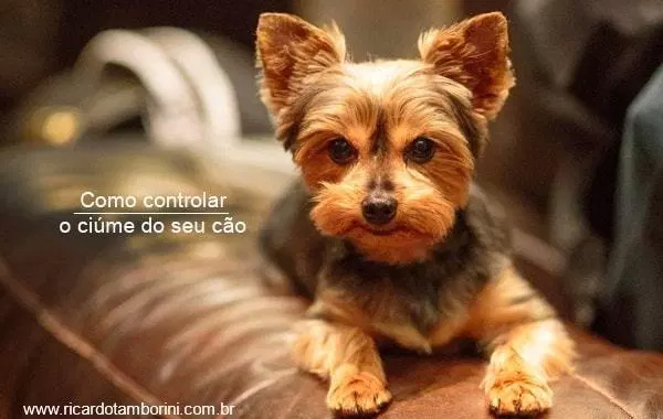 Como controlar o ciúme do seu cão