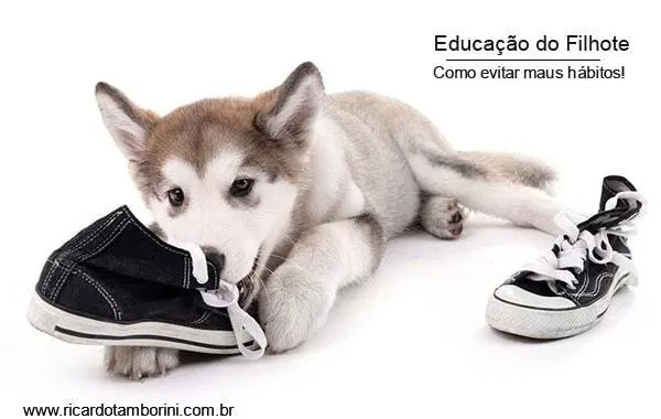 Educação do Filhote Como evitar maus hábitos