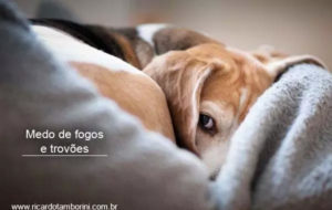 Medo de fogos e trovões