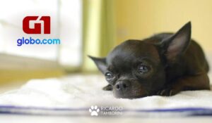problemas comportamentais cães G1
