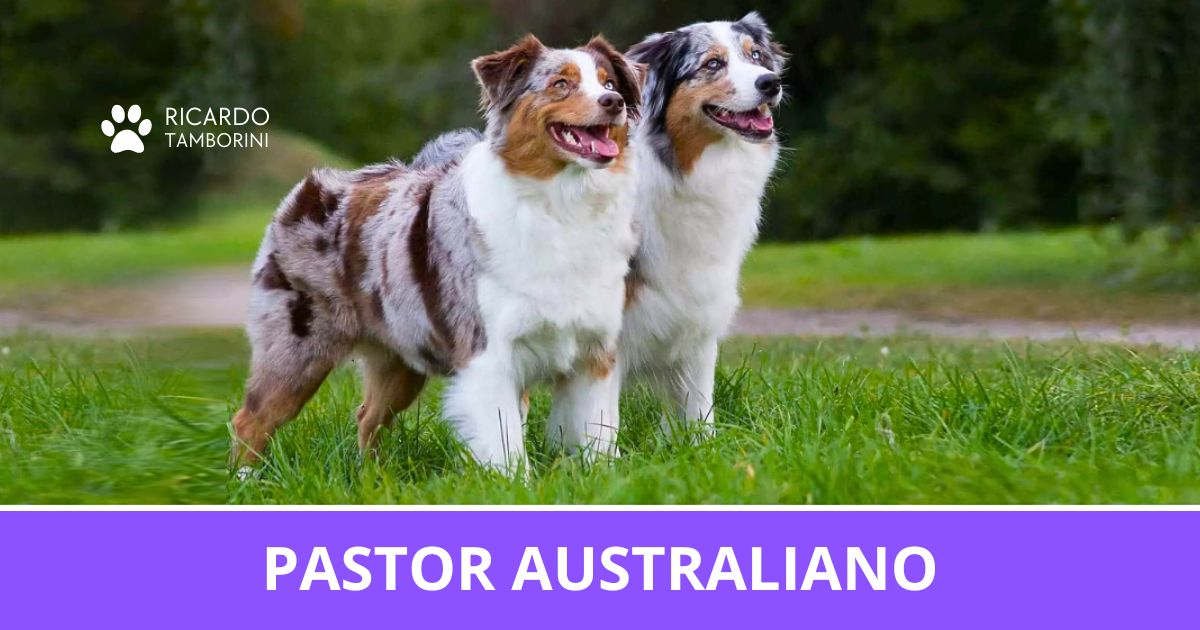 Pastor australiano pastor australiano australiano australiano