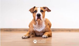 Ensine o seu cão a deitar