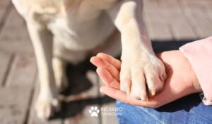 O que faz um especialista em comportamento canino, Como ensinar o seu cão a dar a pata