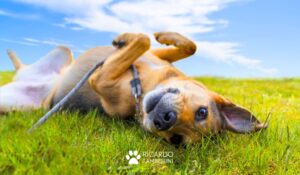 Ensine o seu cão a rolar, Como entender o comportamento do cachorro
