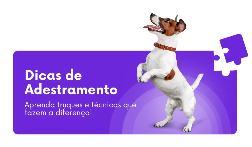 dicas de adestramento