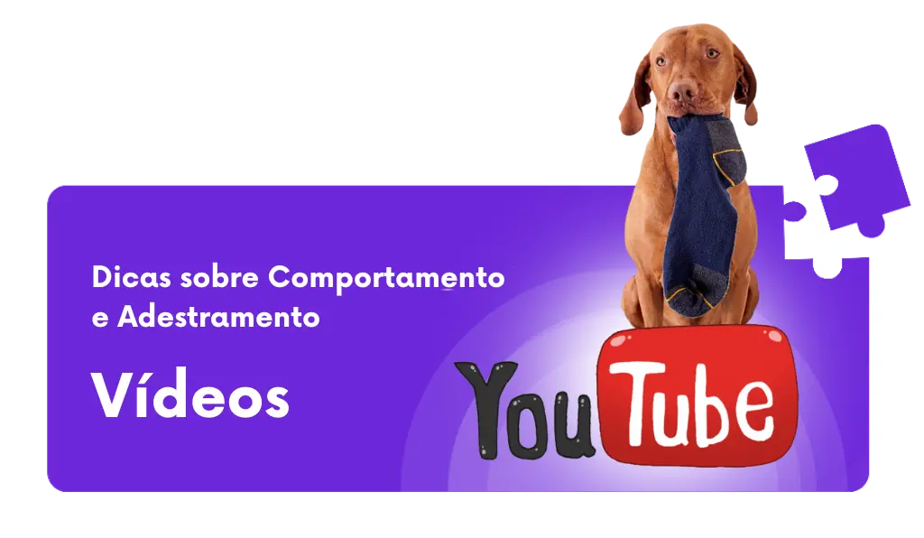 vídeos com dicas de adestramento e comportamento