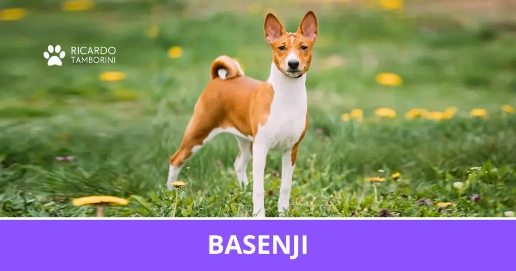 Basenji