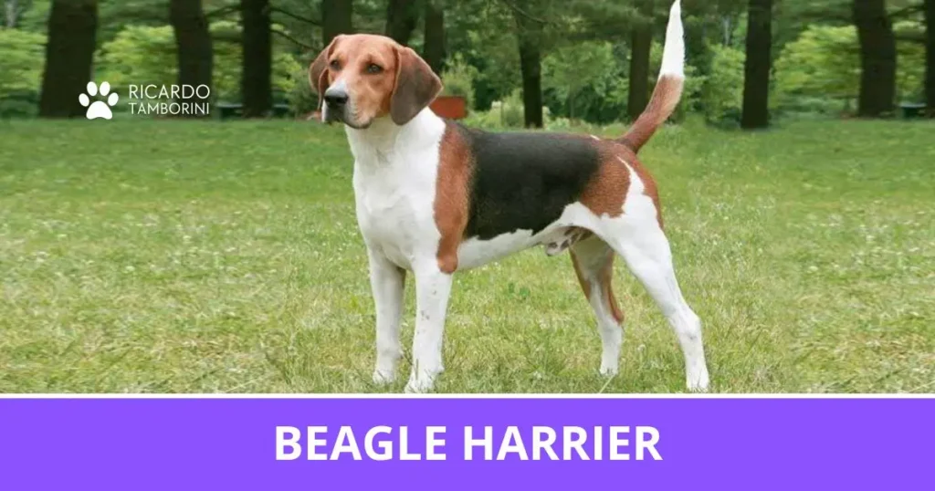 Beagle Harrier