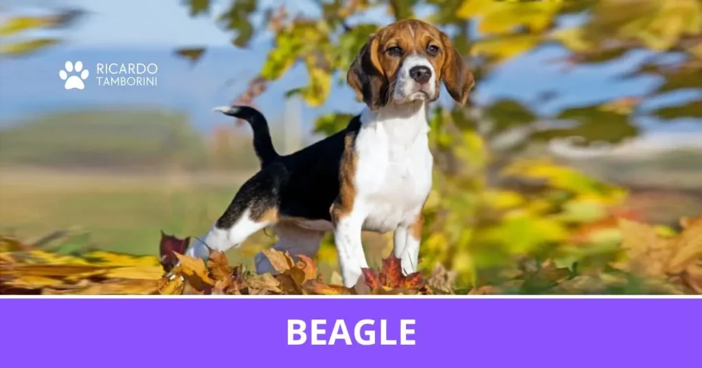 Beagle