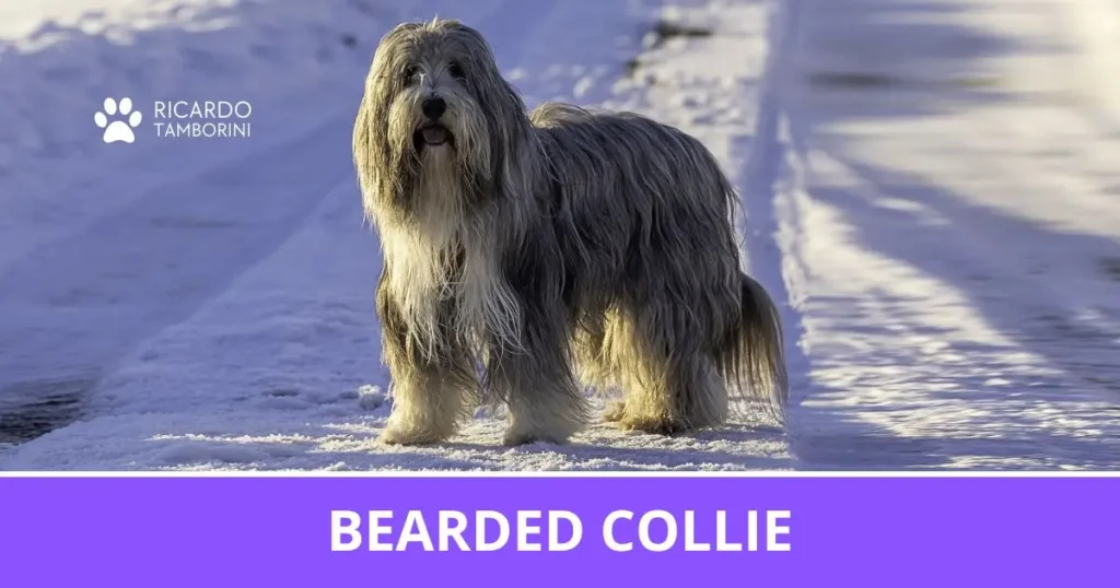 Bearded Collie