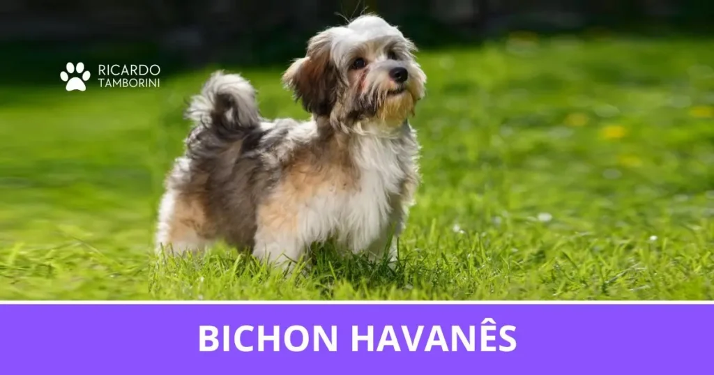 Bichon Havanês