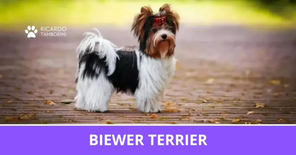 Biewer Terrier