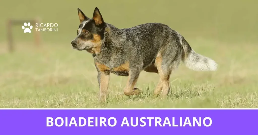 Boiadeiro Australiano
