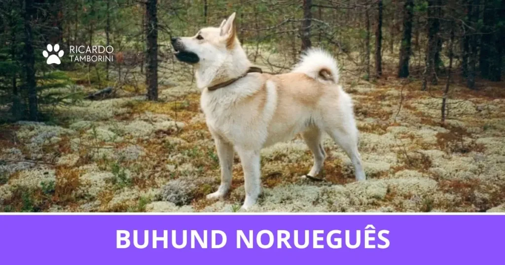Buhund Norueguês