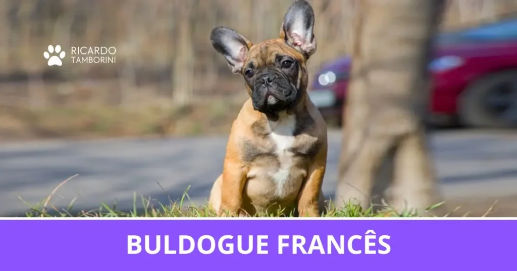 Buldogue Francês
