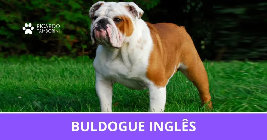 Buldogue Inglês
