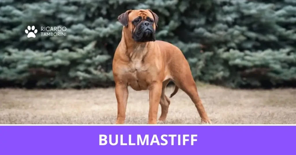 Bullmastiff
