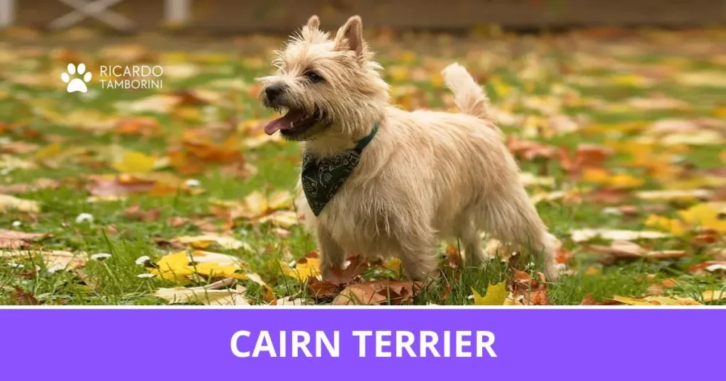 Cairn Terrier