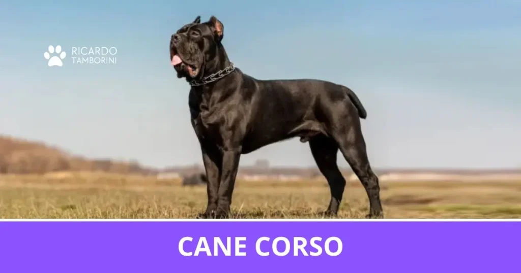 Cane Corso