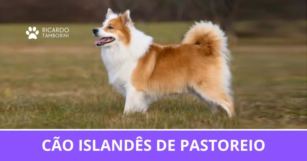 Cão Islandês de Pastoreio