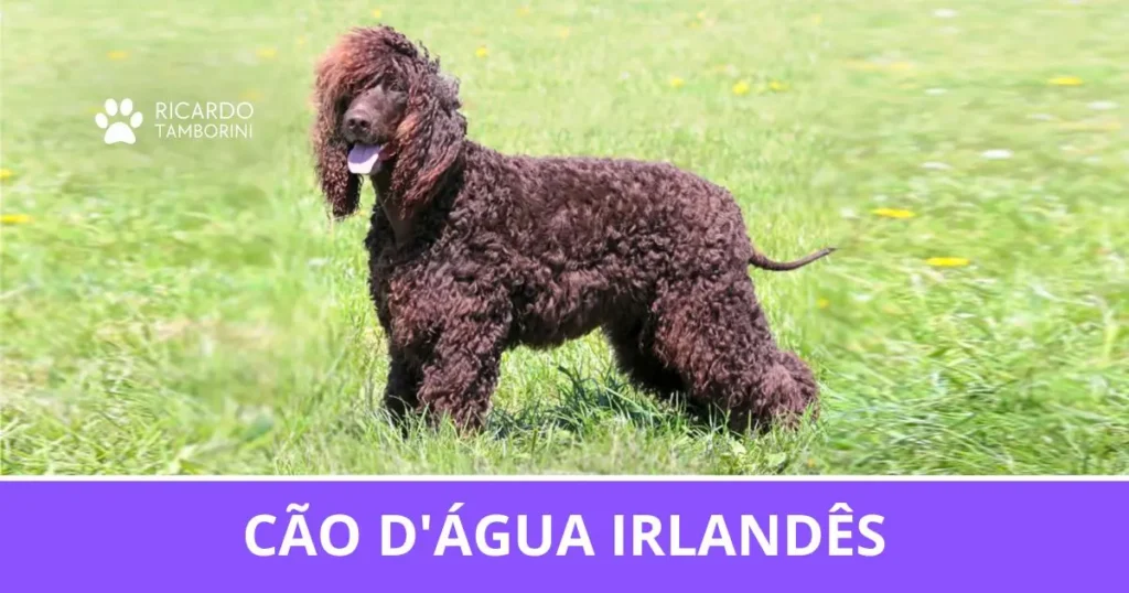 Cão d'Água Irlandês