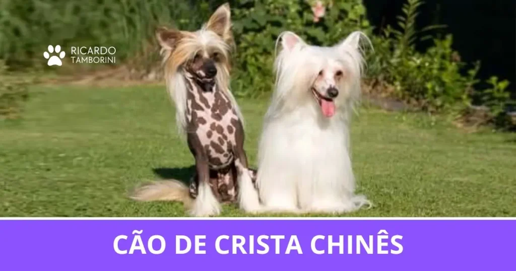 Cão de Crista Chinês