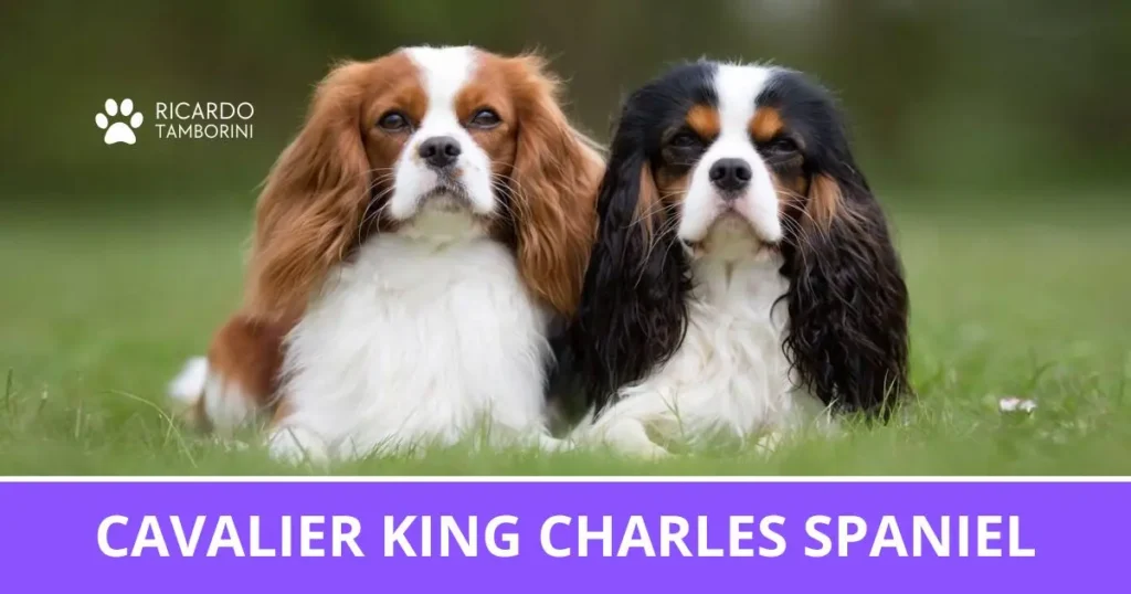 Cavalier King Charles Spaniel