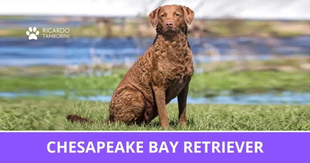 Chesapeake Bay Retriever