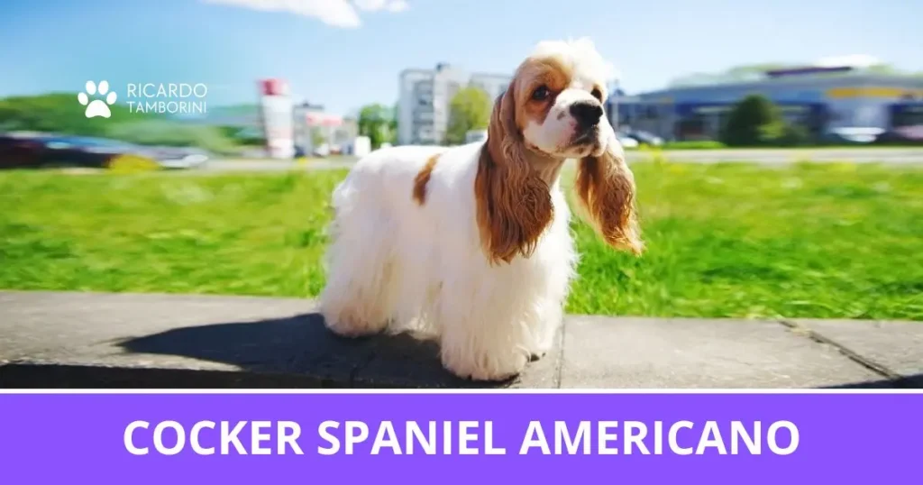 Cocker Spaniel Americano