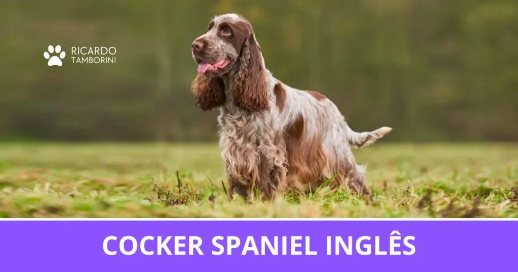 Cocker Spaniel Inglês