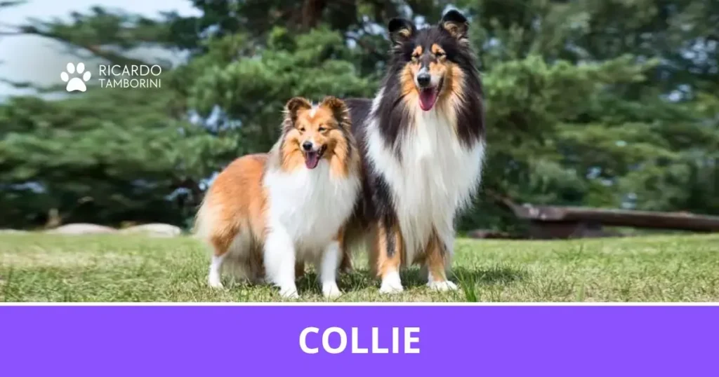 Collie