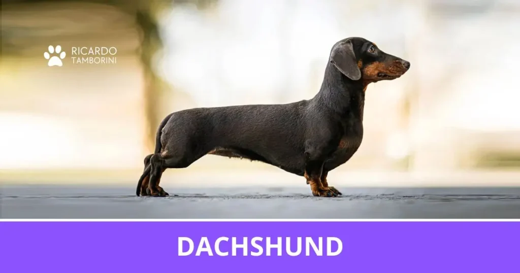Dachshund