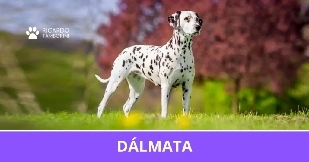 Dálmata