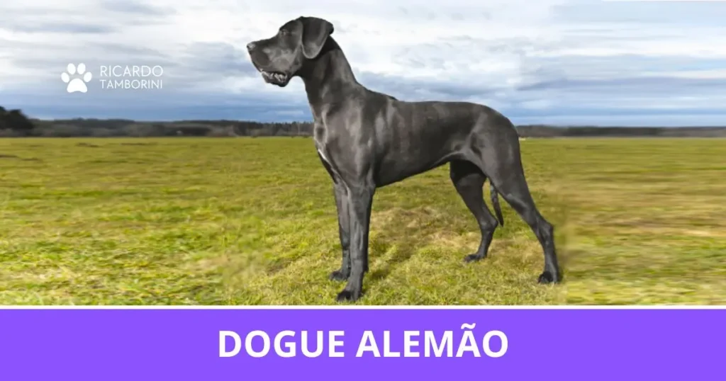 Dogue Alemão