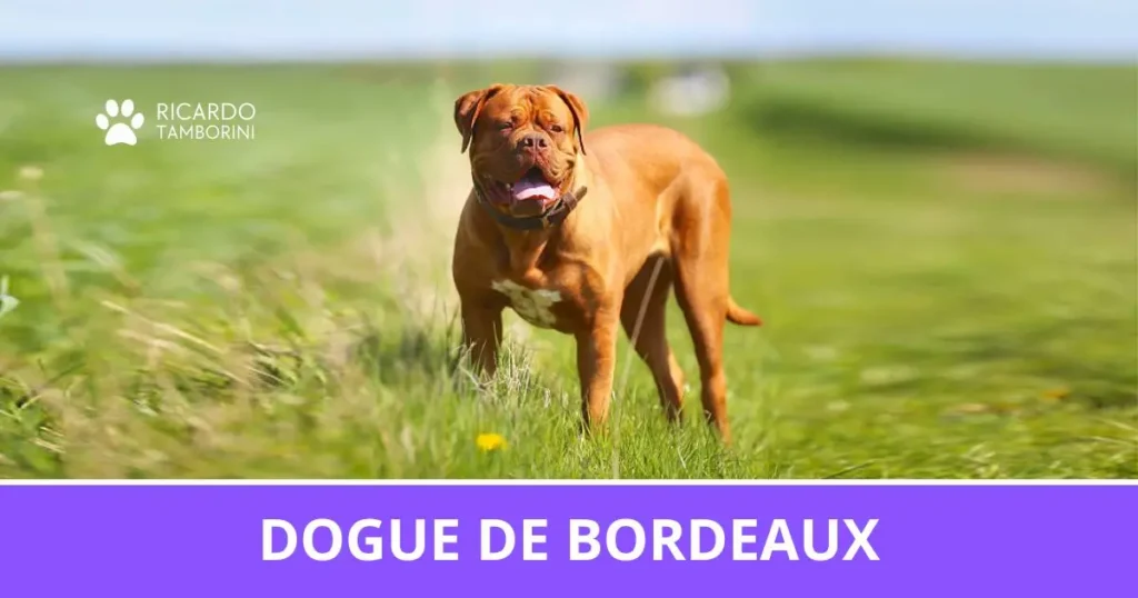 Dogue de Bordeaux