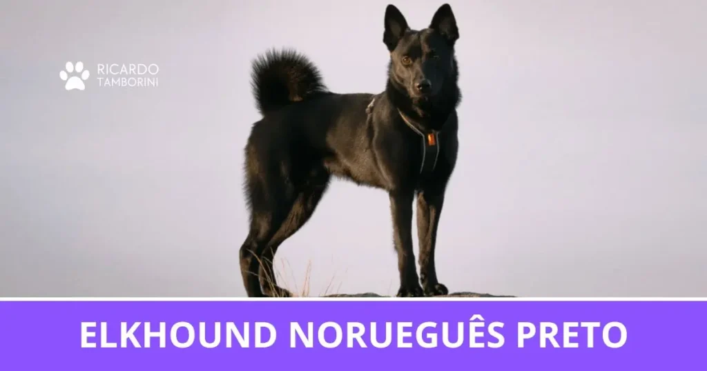 Elkhound Norueguês Preto