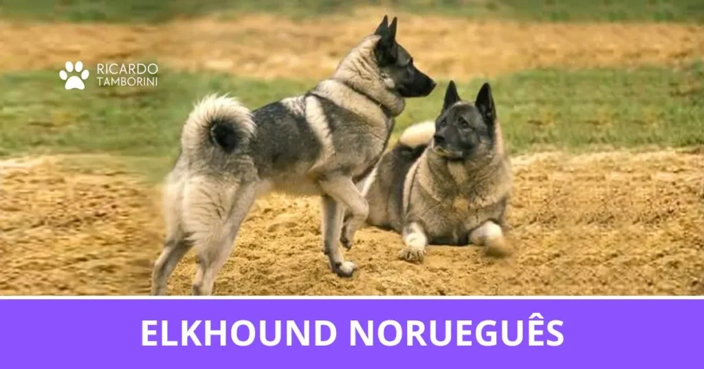 Elkhound Norueguês