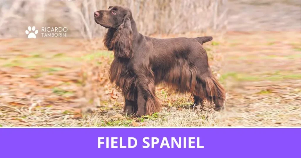 Field Spaniel