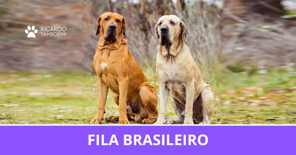 Fila Brasileiro