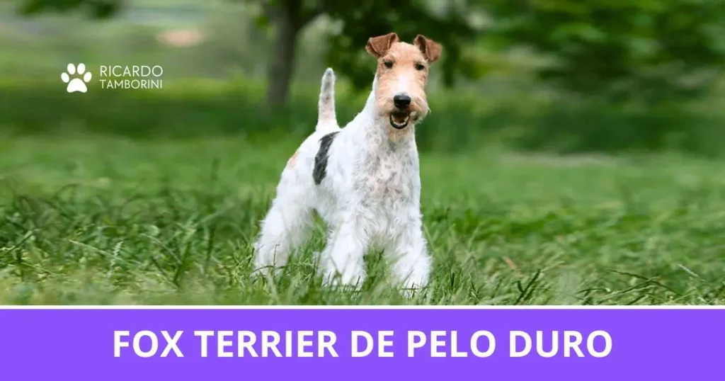 Fox Terrier de Pelo Duro