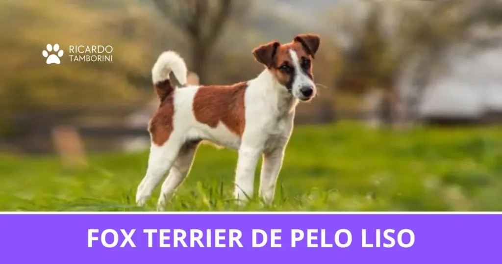Fox Terrier de Pelo Liso